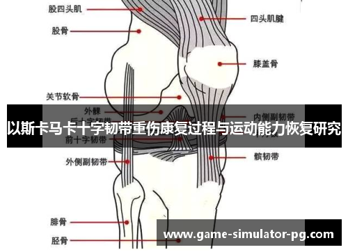 以斯卡马卡十字韧带重伤康复过程与运动能力恢复研究